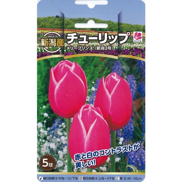 安い新潟産チューリップ 球根の通販商品を比較 ショッピング情報のオークファン