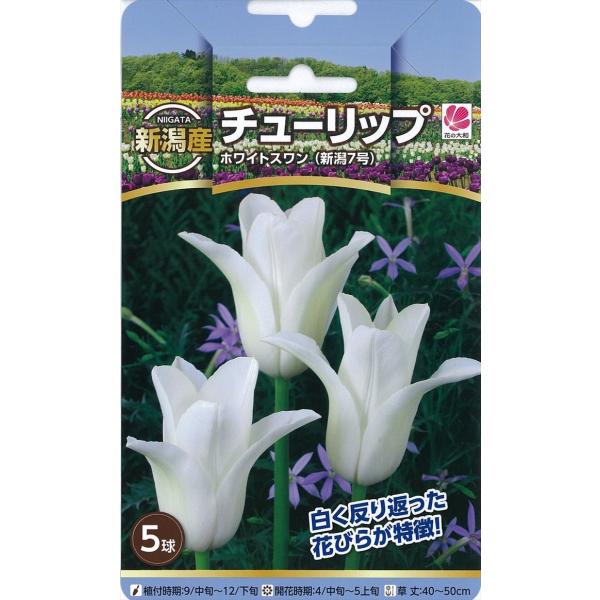 安い新潟産チューリップ 球根の通販商品を比較 ショッピング情報のオークファン