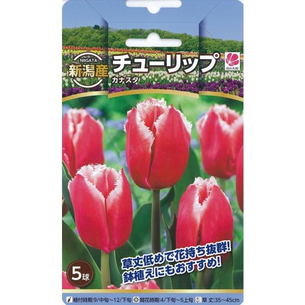 安い新潟産チューリップ 球根の通販商品を比較 ショッピング情報のオークファン