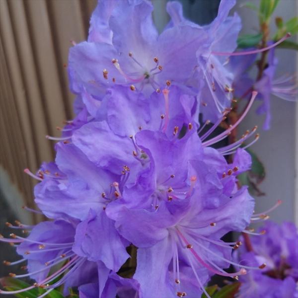 flower-net_z210626005