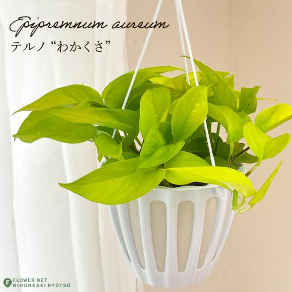 ☘観葉植物☘ポトス テルノわかくさ 5号 若草色 ☘観葉植物☘ポトス テルノわかくさ 5号 若草色 ポトス：テルノ