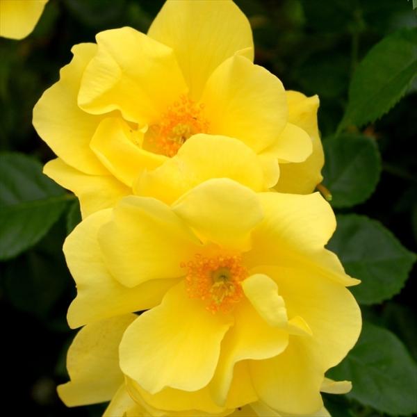 苗 リモンチェッロの人気商品 通販 価格比較 価格 Com