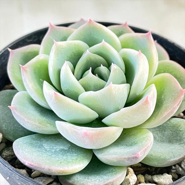 多肉植物 Skエケベリア クリスタルローズ 多肉植物 エケベリア 7 5cmポット Z フラワーネット日本花キ流通 通販 Yahoo ショッピング