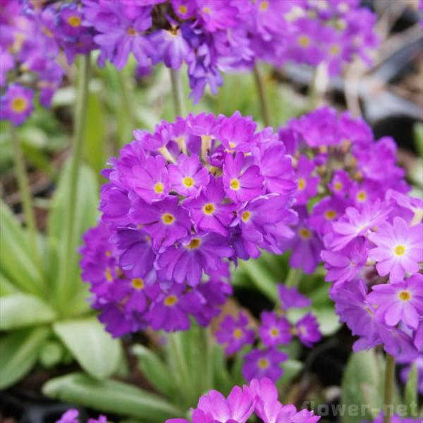 \̔ v feBL[^ c u[ZNV 9cm|bg N K[fjO ԕc hc atm 11{ȍ~