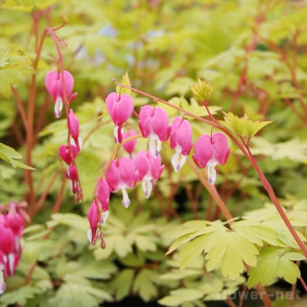 \̔ ^Cc\E c S[hn[g 9cm|bg vJvmX XyN^rX fBZg N K[fjO ԕc hc atm 11{ȍ~