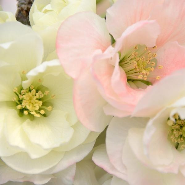 \̔ ؉Z ʂ̐ 9cm|bg Jԗ\芔 {P ԕc  Ԗ mke 11{ȍ~