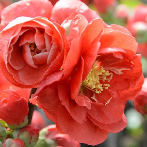 明治期 大型欅 ケヤキ瘤木彫刻二段二重口花生 花器内鉄筒付 高50cm美しい木目 flower-net_z210716014