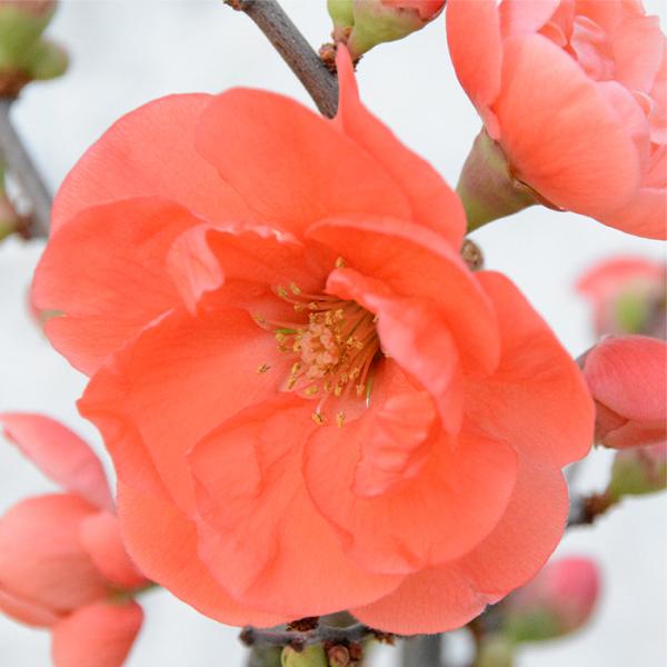 \̔ ؉Z y 9cm|bg Jԗ\芔 {P ԕc  Ԗ mke 11{ȍ~