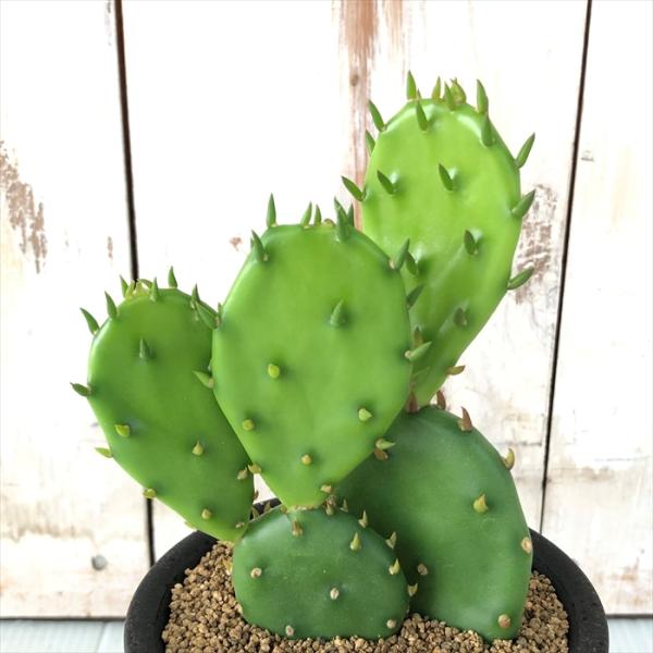 団扇仙人掌。◻️枝垂れ滝 団扇仙人掌。◻️枝垂れ滝 団扇仙人掌。◻️枝垂れ滝 Ceratostema