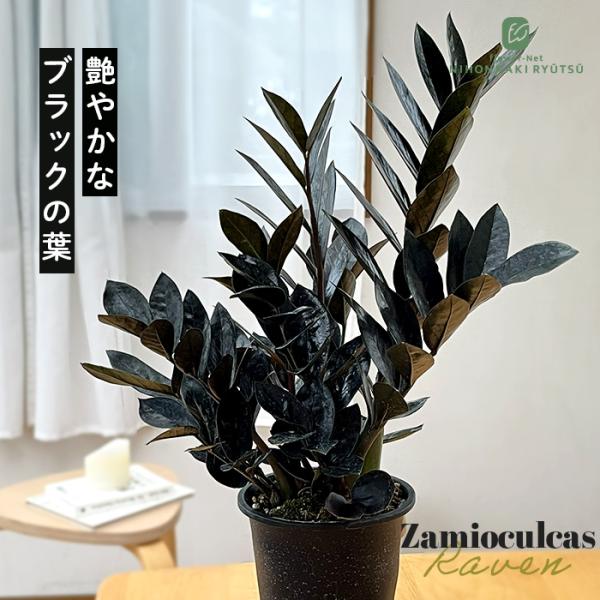 日本花キ流通 観葉植物 ザミオクルカス レイヴン 4号鉢 送料無料 観葉