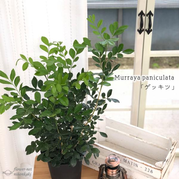 観葉植物 シルクジャスミンの人気商品 通販 価格比較 価格 Com
