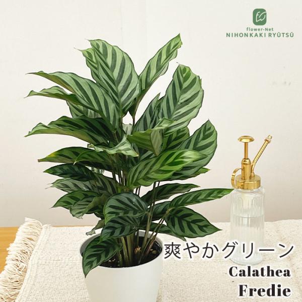 観葉植物 カラテアの人気商品 通販 価格比較 価格 Com