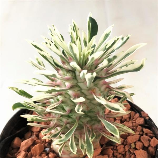 観葉植物 ユーフォルビア 多肉植物 農業資材 ガーデニング用品の人気商品 通販 価格比較 価格 Com