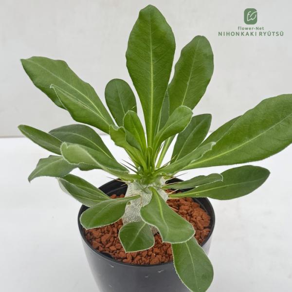 パキポディウム　サウンデルシー　白馬城 日本花キ流通 多肉植物 sd パキポディウム サウンデルシー 白馬城 実生