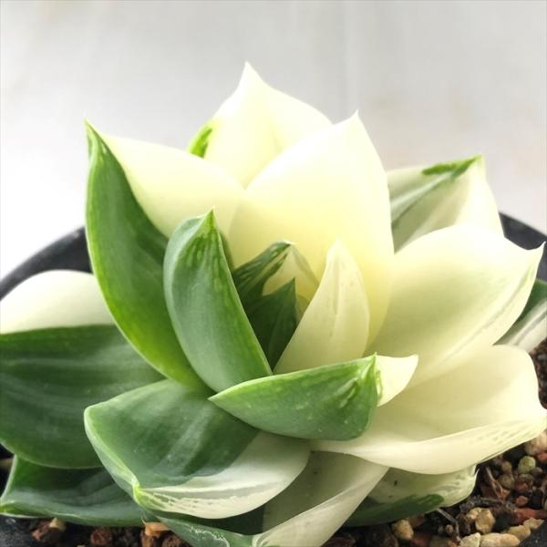 ハオルチア 花 観葉植物の人気商品 通販 価格比較 価格 Com