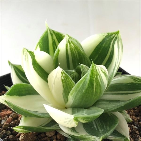 ハオルチア 花 観葉植物の人気商品 通販 価格比較 価格 Com