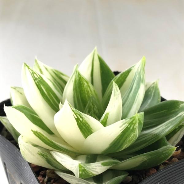 多肉植物 Caハオルチア シンビフォルミス 9cmポット 花時計 多肉植物 ハオルチア 0903 0 現品販売 Z フラワーネット日本花キ流通 通販 Yahoo ショッピング