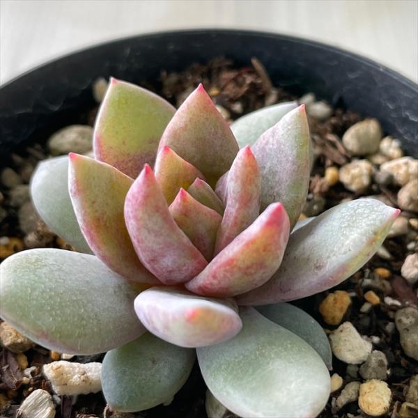 多肉植物エケベリア　ドイツシャンペン 日本花キ流通 多肉植物 skエケベリア ドイツシャンペン