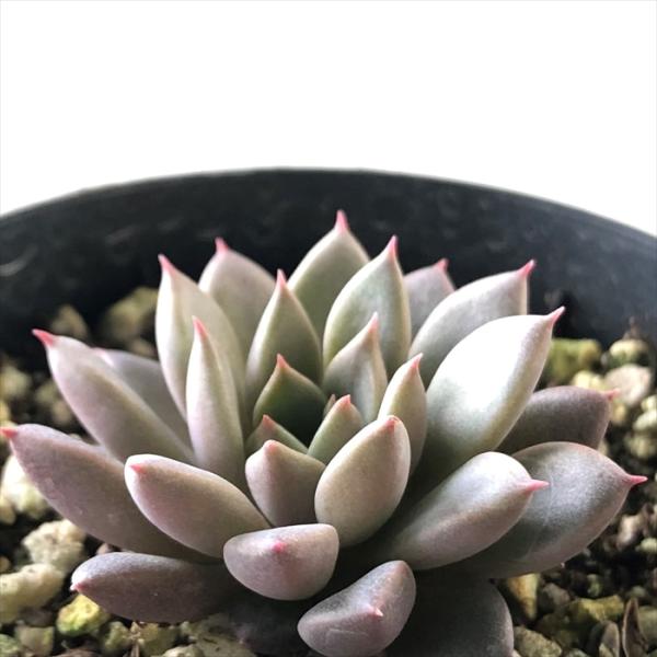日本花キ流通 多肉植物 skエケベリア エルメス エケベリア 7.5cm