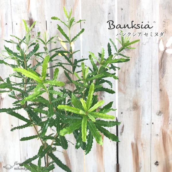 flower-net_z210910001