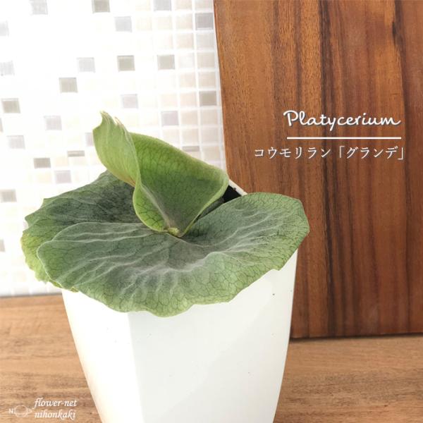 日本花キ流通 観葉植物 コウモリラン ビカクシダ グランデ 4.5号