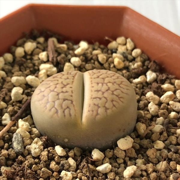 多肉植物リトープス　巴里玉　6点カラフルセット　1センチ以上　S21　匿名発送 日本花キ流通 多肉植物 asリトープス 茶巴里玉 メセン 6cmポット