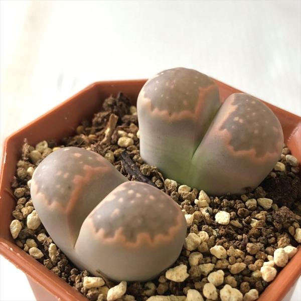 日本花キ流通 多肉植物 asリトープス 赤系李夫人 多肉植物 メセン 6cm