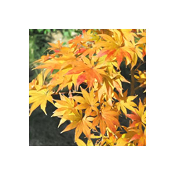 【特徴】ヤマモミジ系で、裂片の鋸歯が美しく並び、薄黄緑色の葉形の良い品種。芽吹きから開葉まで淡い黄緑色の優しい色合いが印象的。だんだん緑色が強くなるが、夏になっても淡い黄緑色は変わらない。秋になると黄色が強くなり、晩秋には黄色をベースに橙色...