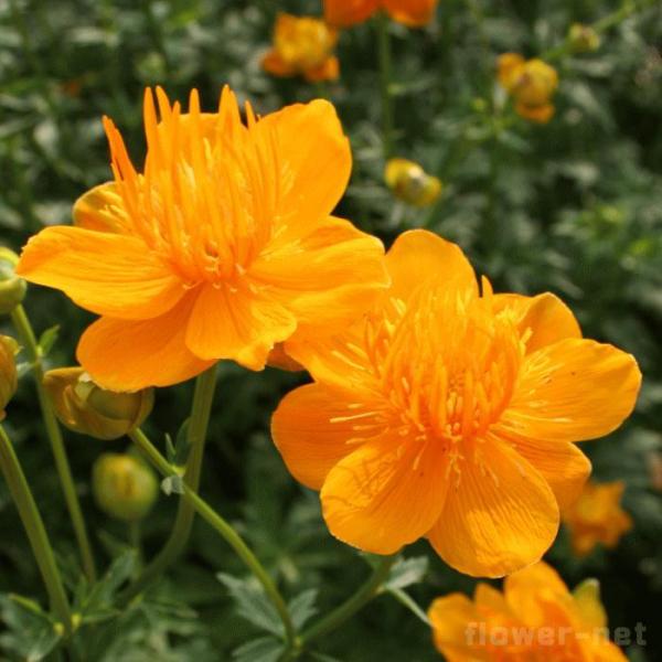 \̔ gEX c VlVX S[fNB[ 9cm|bg N K[fjO ԕc hc atm 11{ȍ~