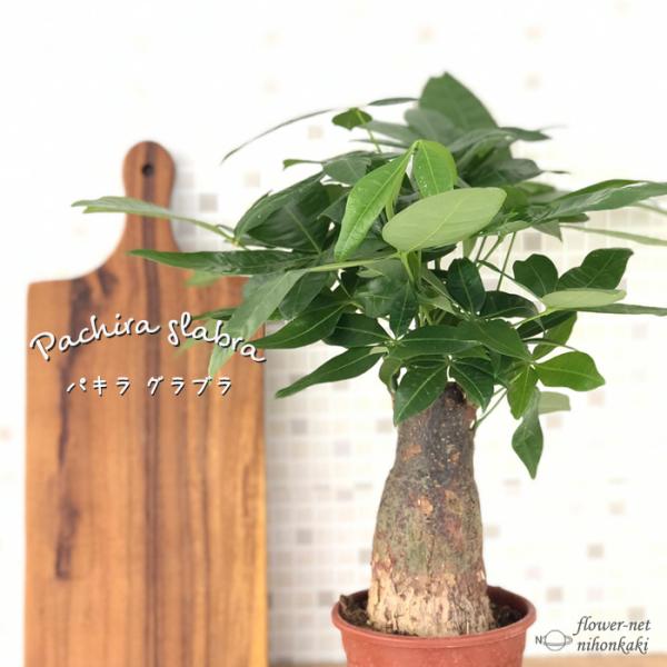 パキラ 苗の人気商品 通販 価格比較 価格 Com