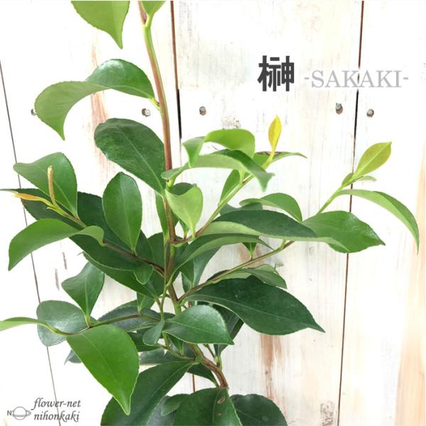 新品 植木 サカキ 榊 青芽 9 0ｐ 40本 樹高0 3ｍ前後 9 0ｐ 植木 苗木 シンボルツリー 生垣 送料無料5個セット 花 園芸 Abbiz By