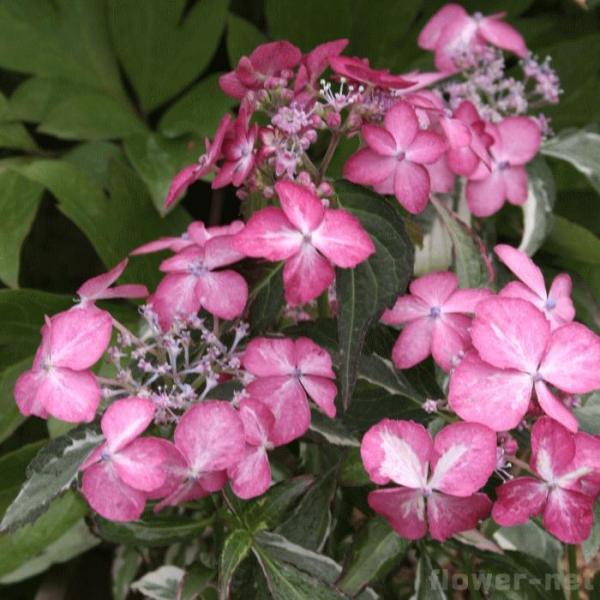 苗 紫陽花の人気商品 通販 価格比較 価格 Com