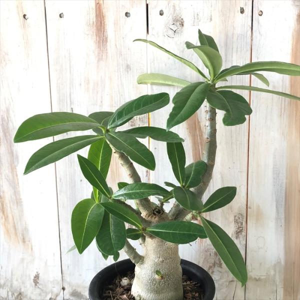 観葉植物 アデニウム アラビカムの人気商品 通販 価格比較 価格 Com