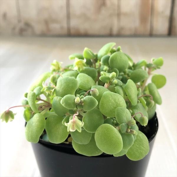 希少　レア品種　多肉植物　クラッスラ　『ネモロサ』　1カット(根っこ有りません) flower-net_z211104208