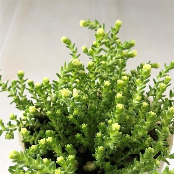 多肉植物　セダム　アクレアウレウム　カット flower-net_z211109003