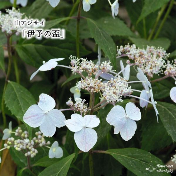 苗 ヤマアジサイの人気商品 通販 価格比較 価格 Com