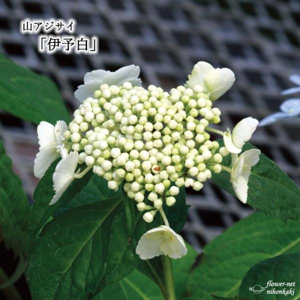 アジサイ 白 苗の人気商品 通販 価格比較 価格 Com