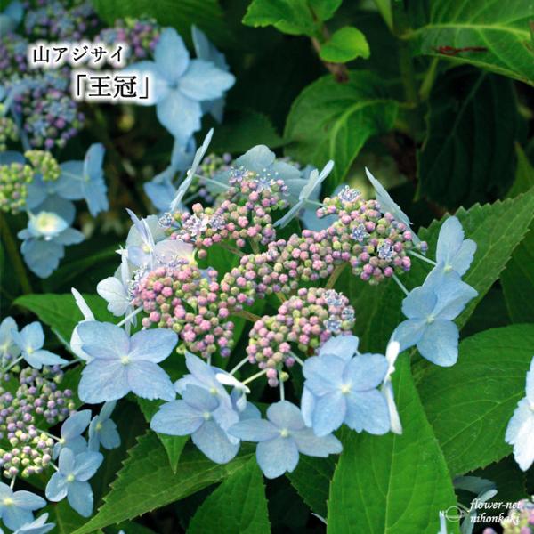 日本花キ流通 山アジサイ 王冠 10.5cmポット ヤマアジサイ 苗 花苗