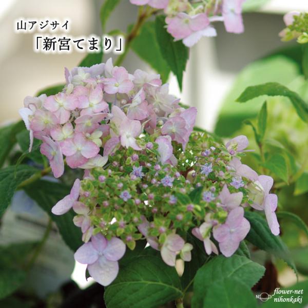 あじさい てまりてまりの通販 価格比較 価格 Com