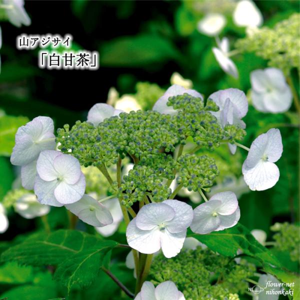 アジサイ 白 苗の人気商品 通販 価格比較 価格 Com