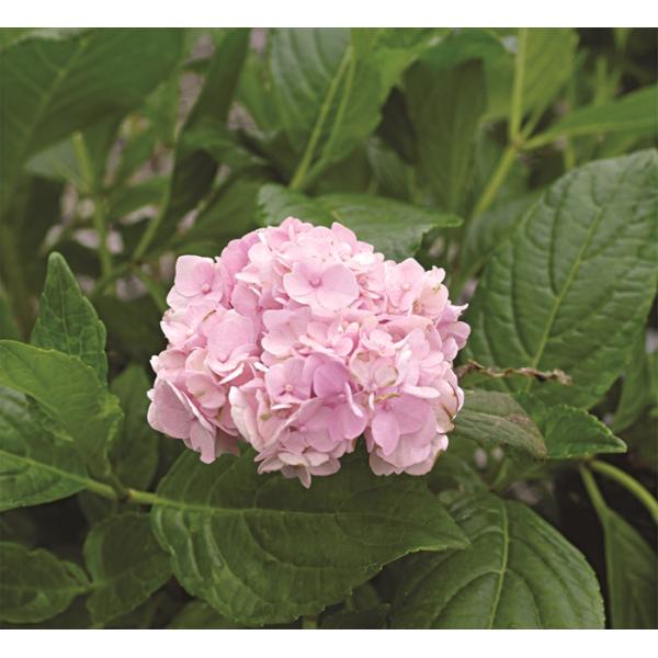 【花苗】ヤマアジサイ　伊予獅子てまり　ポットごと発送　紫陽花　山紫陽花 日本花キ流通 山アジサイ 伊予獅子てまり 10.5cmポット ヤマアジサイ