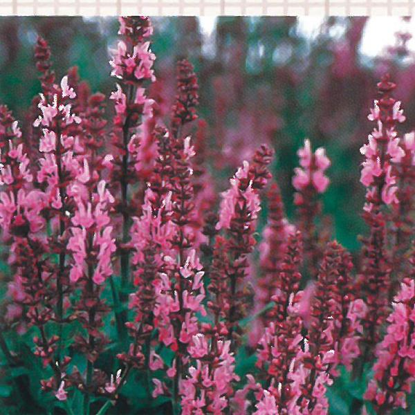 予約販売 宿根草の咲く庭 サルビア ローゼンワイン 宿根草苗 9cmロングポット ガーデニング 多年草 11月中旬以降発送 Z フラワーネット日本花キ流通 通販 Yahoo ショッピング