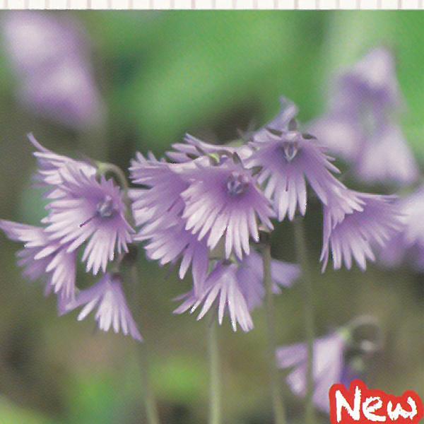 予約販売 宿根草の咲く庭 イワカガミダマシ 宿根草苗 9cmロングポット ガーデニング 多年草 4月下旬以降発送 Z フラワーネット日本花キ流通 通販 Yahoo ショッピング