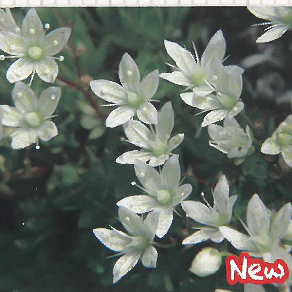 予約販売 宿根草の咲く庭 シコタンソウ 宿根草苗 9cmロングポット ガーデニング 多年草 4月下旬以降発送 Z フラワーネット日本花キ流通 通販 Yahoo ショッピング