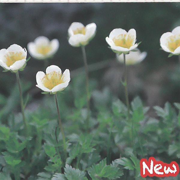 予約販売 宿根草の咲く庭 チングルマ 宿根草苗 9cmロングポット ガーデニング 多年草 4月下旬以降発送 Z フラワーネット日本花キ流通 通販 Yahoo ショッピング