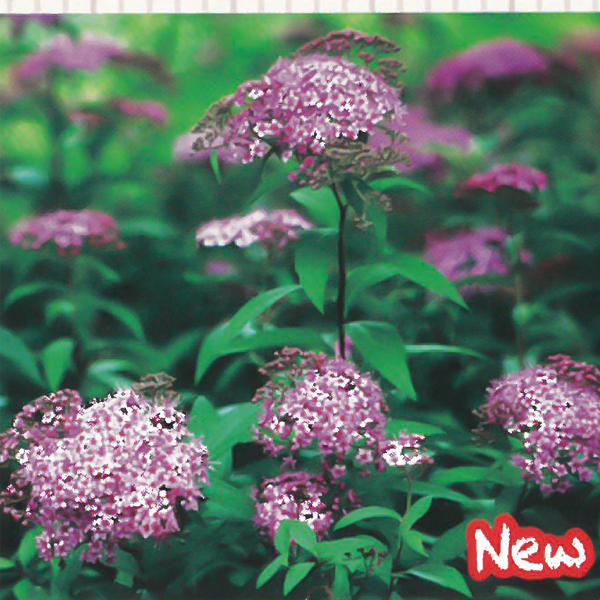 予約販売 宿根草の咲く庭 紅花シモツケ 宿根草苗 9cmロングポット ガーデニング 多年草 11月中旬以降発送 Z フラワーネット日本花キ流通 通販 Yahoo ショッピング