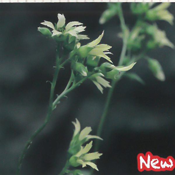 予約販売 宿根草の咲く庭 ワタナベソウ 宿根草苗 9cmロングポット ガーデニング 多年草 11月中旬以降発送 Z フラワーネット日本花キ流通 通販 Yahoo ショッピング