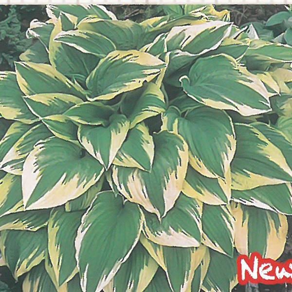 予約販売 宿根草の咲く庭 ホスタ アンチョーチ 宿根草苗 9cmロングポット ガーデニング 多年草 4月下旬以降発送 Z フラワーネット日本花キ流通 通販 Yahoo ショッピング