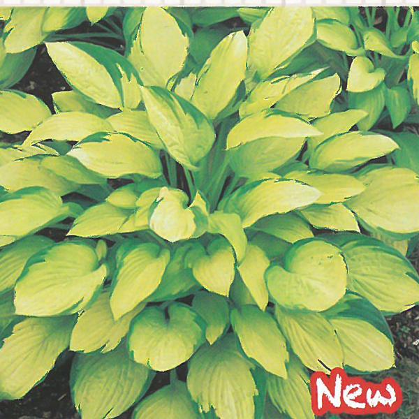 予約販売 宿根草の咲く庭 ホスタ ゴールドスタンダード 宿根草苗 9cmロングポット ガーデニング 多年草 11月中旬以降発送 Z フラワーネット日本花キ流通 通販 Yahoo ショッピング