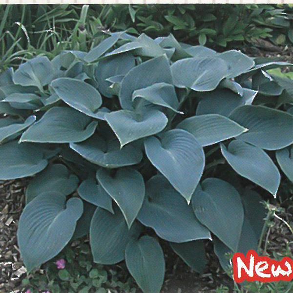 予約販売 宿根草の咲く庭 ホスタ ハルションブルー 宿根草苗 9cmロングポット ガーデニング 多年草 4月下旬以降発送 Z フラワーネット日本花キ流通 通販 Yahoo ショッピング